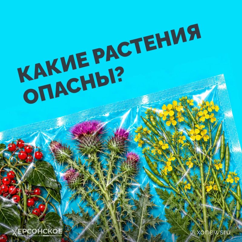 Яркие ягоды, колючие кусты и обычные сорняки — казалось бы, что в них опасного? Но некоторые из них могут серьезно навредить!