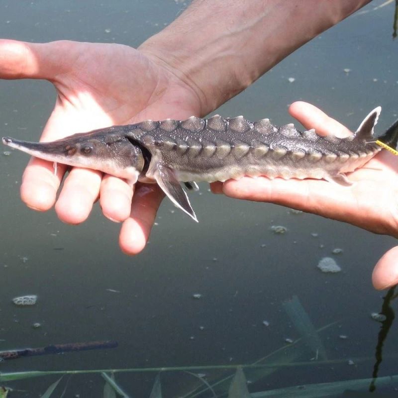 Осетровые стали активно плодиться в Азовском море