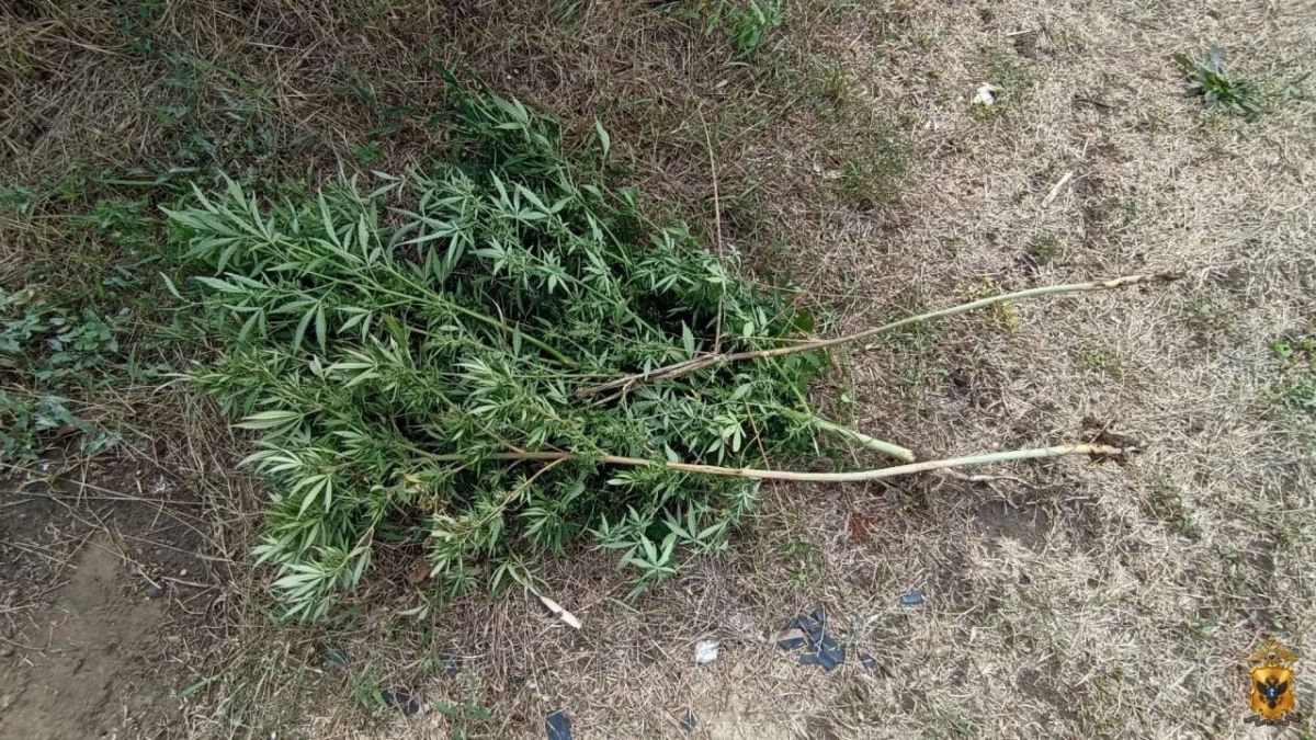 Полицейские изъяли растительный наркотик у жителя Голопристанского округа