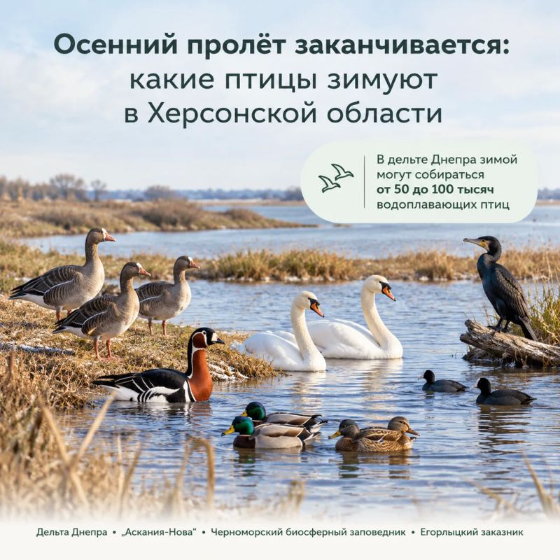 Осенний пролёт заканчивается: какие птицы зимуют в Херсонской области