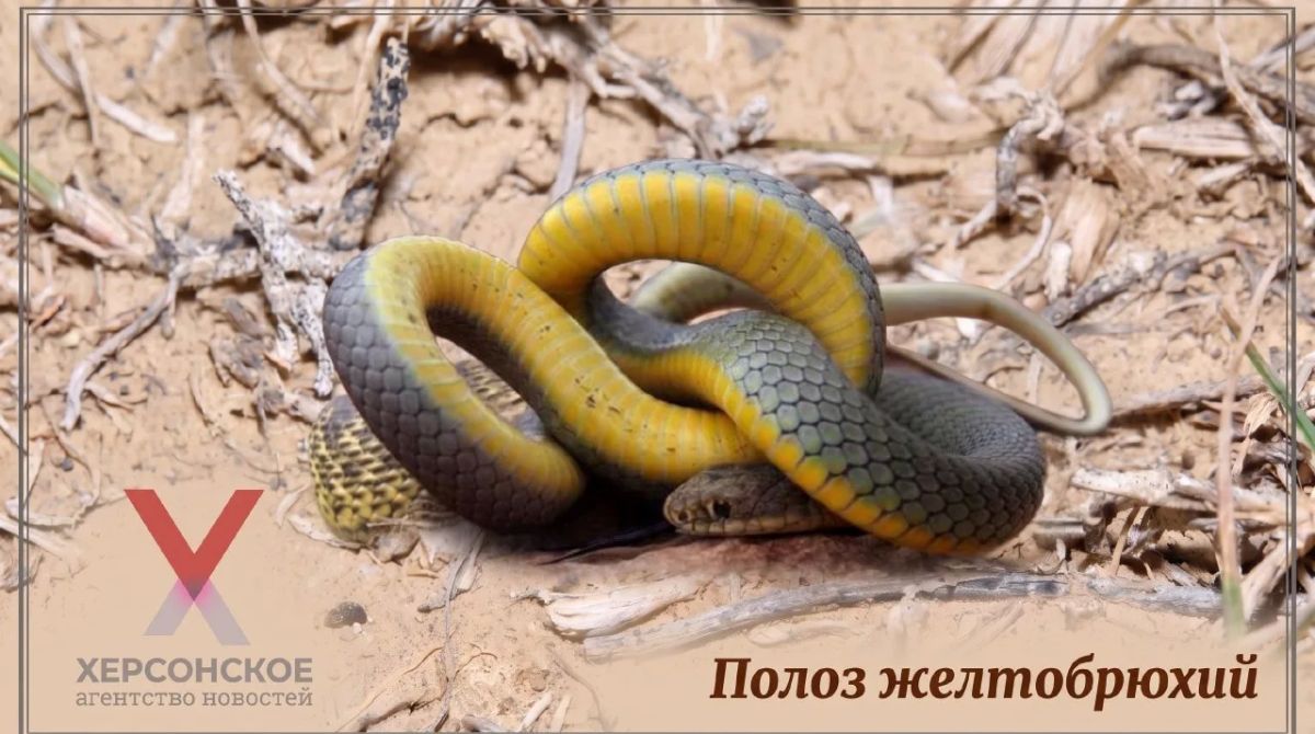 Полоз желтобрюхий — самая крупная змея Европы и один из наиболее известных представителей семейства ужеобразных на юге России
