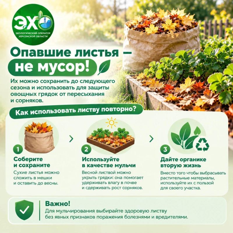 Опавшие листья — не мусор: как использовать их с пользой