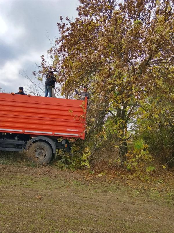 Ясень, каштан, лох и можжевельник: Новотроицкий лесхоз формирует семенной фонд региона