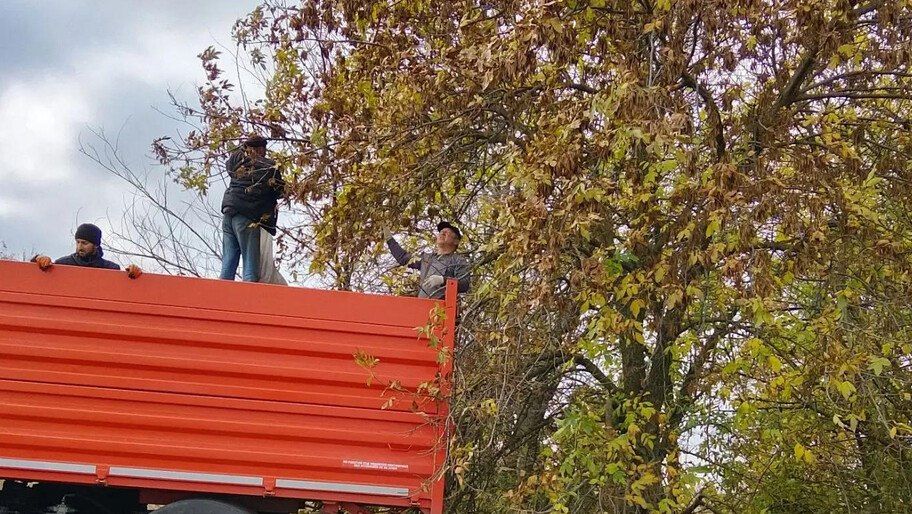 Новотроицкий лесхоз собрал 250 кг семян ясеня для восстановления лесов